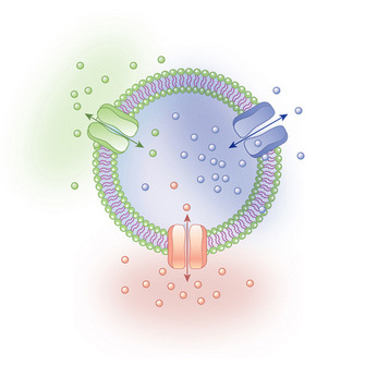 Cell System