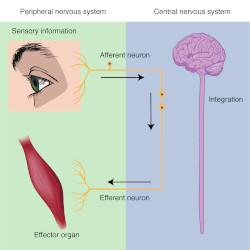 Nervous System