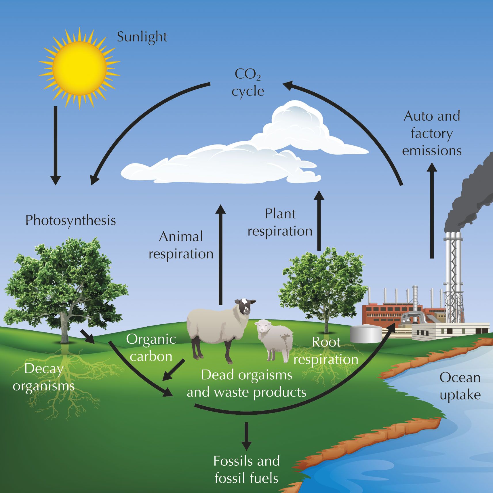 Carbon Cycle System